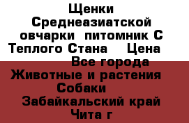 Щенки Среднеазиатской овчарки (питомник С Теплого Стана) › Цена ­ 20 000 - Все города Животные и растения » Собаки   . Забайкальский край,Чита г.